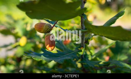 Nahaufnahme reifer brauner Eicheln auf grünem Eichenzweig im Sonnenlicht, die Herbstsaison und das Waldleben symbolisieren. Stockfoto