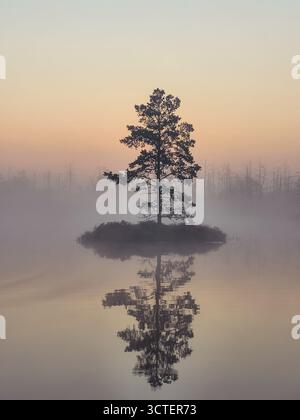 Eine ätherische und minimalistische Szene zeigt eine einsame Kiefer auf einer kleinen Insel, die von dichtem Morgennebel umgeben ist. Stockfoto