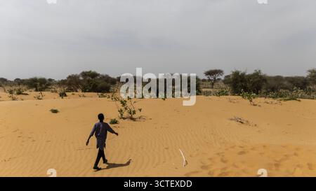 Yusufari, Nigeria - 01. Februar 2025: Blick auf eine Einzelfigur, die die hügeligen Dünen durchquert und einen langen Schatten über die trockene Landschaft mit karger Vegetation wirft. Stockfoto