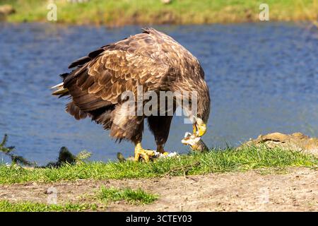Ein hungriger Seeadler reißt seine Beute auf und genießt sein Abendessen. Besser nicht stören. Stockfoto