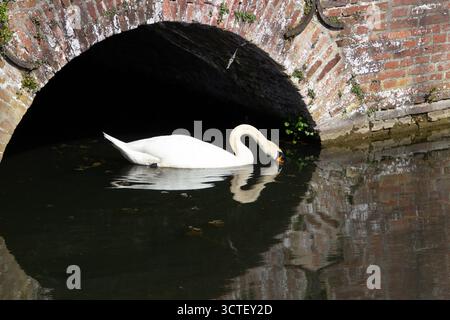 Weißer Schwan, schwimmt im Teich, sucht nach Nahrung Stockfoto