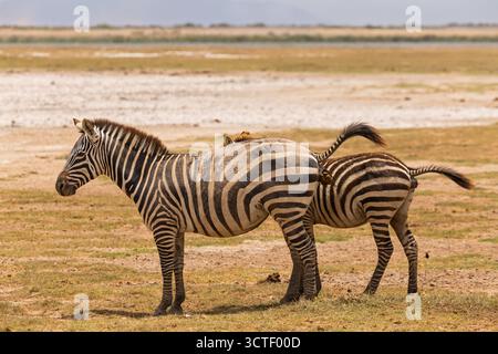 Zwei Zebras stehen im Amboseli-Nationalpark, Kenia. Einer der Vögel sitzt auf dem Rücken und zeigt die Interaktion mit Wildtieren. Stockfoto