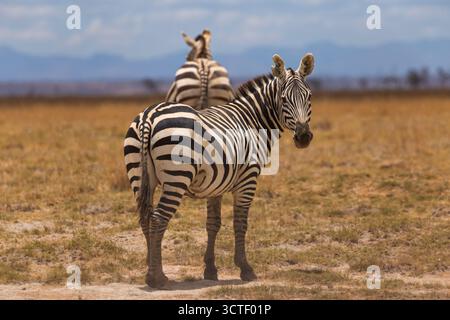 Zwei Zebras grasen im Amboseli-Nationalpark, Kenia. Ein Zebra blickt zurück in die Kamera, während das andere weiter entfernt ist. Stockfoto