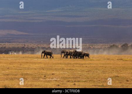 Eine Elefantenherde zieht durch die kenianische Savanne im Amboseli-Nationalpark und wirft dabei Staub auf. Stockfoto