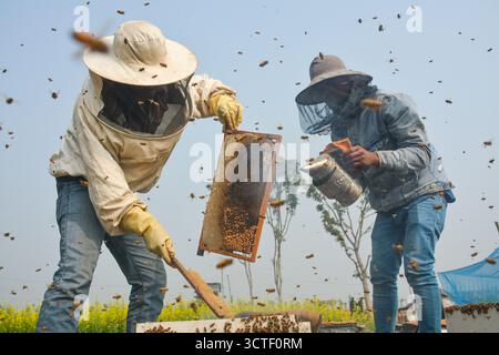 Joypurhat, Bangladesch - 19. Januar 2023: Blick auf Imker inmitten eines Schwärmen von Bienen, die Honig aus einem Bienenstöcke in Akkelpur extrahieren, wobei gelber Senf gefallen ist Stockfoto