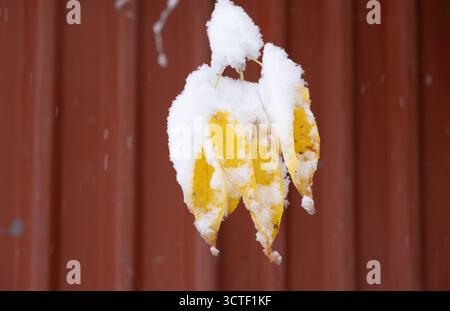 Gelbe Blätter sind mit Schnee bedeckt auf roter Holzwand Stockfoto
