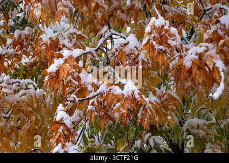 Herbstlaub im Schnee, Nahaufnahme, natürlicher Hintergrund Stockfoto