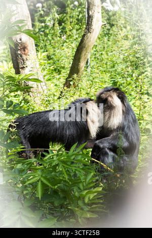 Bärtige Affen küssen wissen wirklich, was Liebe ist. Stockfoto