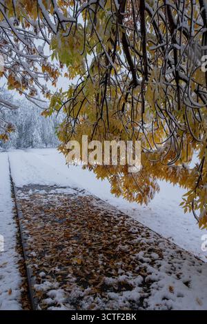 Erster Schnee auf dem Hintergrund gelblicher Herbstblätter Stockfoto
