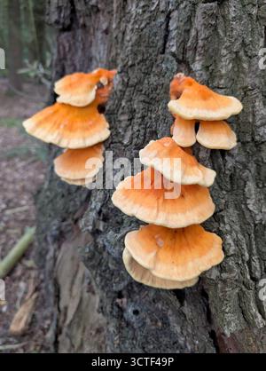 Ein auffälliger Pilz aus dem Wald (Laetiporus sulfonus) hängt an einem Baumstamm und zeigt lebhafte Orange- und Gelbtöne in einem feuchten Waldgebiet Stockfoto