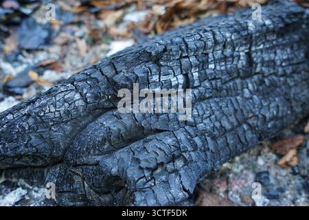 Geschwärzter Baumstamm in gelben Herbstblättern. Stockfoto
