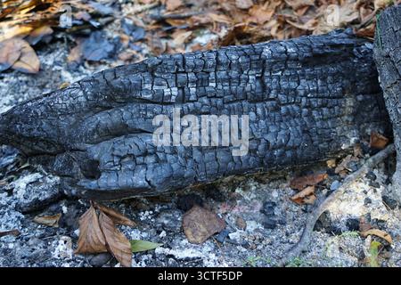Geschwärzter Baumstamm in gelben Herbstblättern. Stockfoto