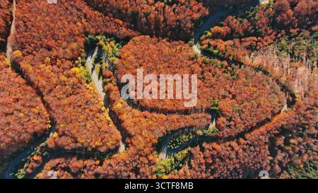 Blick von oben auf die gekrümmte Straße durch den Herbstwald Stockfoto