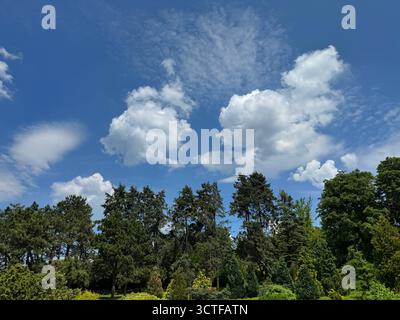 Wunderschöne Wolken über dem Wald Stockfoto