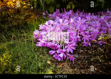 Herbstblumen. Colchicum Herbstblüht im Oktober bei Sonnenuntergang. Stockfoto
