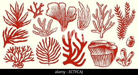 Korallen und Algen. Botanische Illustration. Unterwasserpflanzen und Flora. Handgezeichnetes Vektor-Set. Stock Vektor