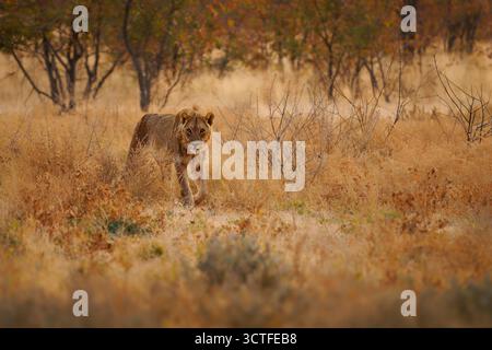 Löwe - Panthera leo König der Tiere. Löwe - die größte afrikanische Katze im Etosha Nationalpark in Namibia Afrika, spazieren Sie in der Wüste um die Giraffen Stockfoto