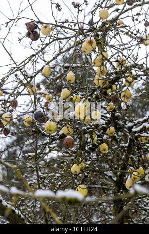 Reife gelbe Birnen hängen im Winter an den Zweigen eines Birnenbaums, Birnenzweige ohne Laub, aber mit gelben Birnen bedeckt mit Schnee in der Stockfoto