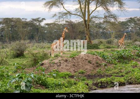 Eine Gruppe gefährdeter Rothschild-Giraffen (Giraffa camelopardalis rothschildi), die an einem Bach im bewaldeten Grasland des Lake Nakuru National stehen Stockfoto