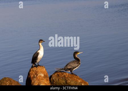 Zwei Weißbrust-Kormorane (Phalacrocorax lucidus) liegen auf Felsen am Wasser im Lake Nakuru National Park, Kenia Stockfoto