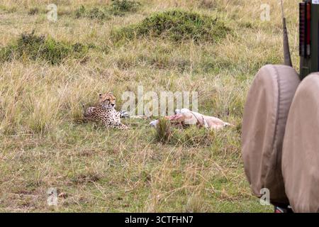 Gepard (Acinonyx jubatus) steht in der Nähe eines frischen Thomson's Gazelle Kill in der Nähe eines geparkten Safarifahrzeugs im Maasai Mara, Kenia Stockfoto