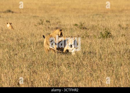 Löwenjunges (Panthera leo), das spielerisch mit einer Löwin im hohen, goldenen Savannengras des Maasai Mara National Reserve Kenia kämpft Stockfoto