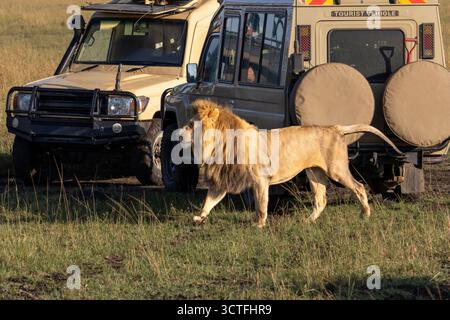 Ein männlicher Löwe (Panthera leo) mit einer gelbbraunen Mähne läuft an einem Touristensafari-Fahrzeug im Maasai Mara National Reserve Kenia vorbei Stockfoto