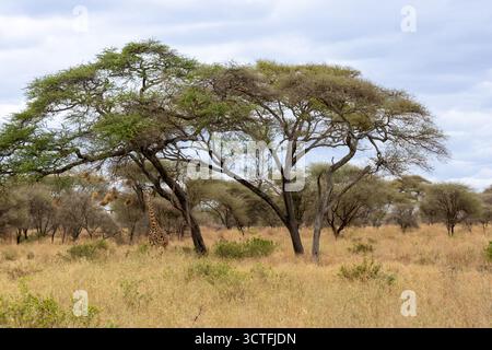 Die Masai Giraffe sucht im Tarangire-Nationalpark Zuflucht vor der intensiven Mittagssonne unter einem Akazienbaum Stockfoto