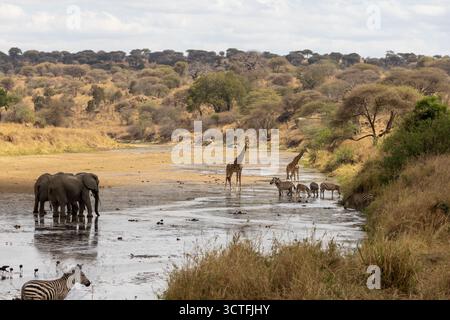 Eine Herde afrikanischer Buschelefanten, Maasai-Giraffen und Plains-Zebras, die in einem flachen, trockenen Flussbett im Tarangire-Nationalpark trinken und waten Stockfoto