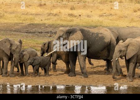 Eine Herde der afrikanischen Buschelefanten (Loxodonta africana) steht an einer Wasserquelle im Tarangire-Nationalpark in Tansania Stockfoto