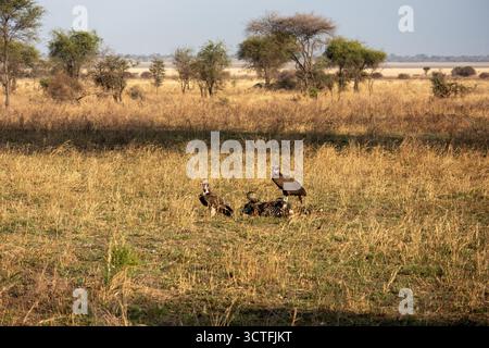 Zwei Weißkopfgeier (Trigonoceps occipitalis), die sich von einem Kadaver in der trockenen Savanne des Tarangire-Nationalparks in Tansania ernähren Stockfoto
