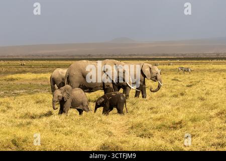 Eine Herde afrikanischer Buschelefanten (Loxodonta africana), darunter zwei Kälber, die über die trockenen, staubigen Ebenen des Amboseli-Nationalparks in Kenia spazieren. Stockfoto