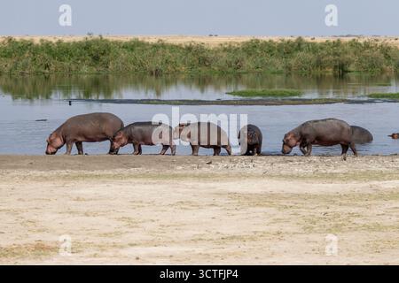 Fünf Flusspferde (Hippopotamus amphibius), die teilweise in einem Wasserloch im Amboseli-Nationalpark in Kenia untergetaucht sind Stockfoto