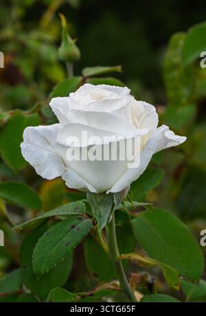 Vertikale Nahaufnahme der zarten taufrischen weißen Rosenblüte mit Knospen und Blättern im Garten Stockfoto
