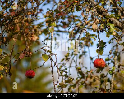 Zwei rote Äpfel hängen an den Ästen im Obstgarten, keine Leute Stockfoto