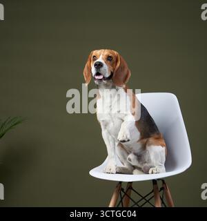 Ein Beagle sitzt aufrecht auf einem weißen Stuhl mit Pflanzen im Hintergrund. Die Szene hat eine gemütliche und natürliche Atmosphäre mit ausgewogener Beleuchtung. Stockfoto