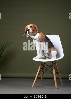 Ein Beagle sitzt auf einem weißen Stuhl und hebt eine Pfote und schafft eine liebenswerte Pose. Die ausgewogene Beleuchtung verstärkt den natürlichen Charme des Hundes. Stockfoto