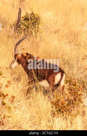 Nahaufnahme eines Hippotragus niger im Nationalpark Bwabwata an der Grenze zwischen Namibia und Botswana. Stockfoto