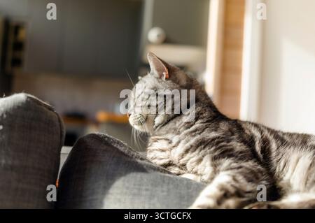 Eine glückliche Tabbykatze, die im Sonnenlicht zuschaut, während sie auf dem Sofa liegt Stockfoto