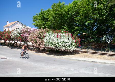 Bahnhof in Algajola Village oder Stadt auf Korsika in der Balagne im Sommer mit blühendem rotem nerium Oleander Stockfoto