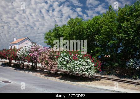 Bahnhof in Algajola Village oder Stadt auf Korsika in der Balagne im Sommer mit blühendem rotem nerium Oleander Stockfoto