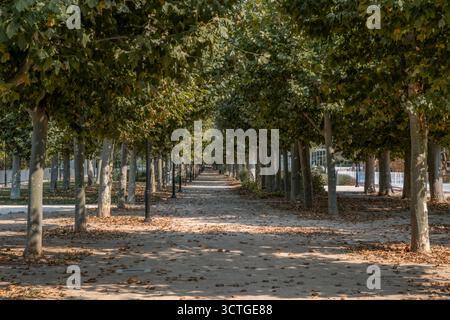 Von Bäumen gesäumter Pfad im Urban Park mit gefallenen Herbstblättern, symmetrischer Reihe von Ebenen Bäumen, schattigem Wanderweg, friedlichem Erholungsgebiet Stockfoto