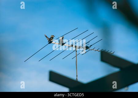 Zwei lachende Kookaburras sitzen auf der TV-Antenne und schauen sich um. Blauer Himmel im Hintergrund. Stockfoto