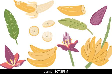 Verschiedene Bananensorten und -Teile: Blätter, Blüten und Früchte. Stock Vektor
