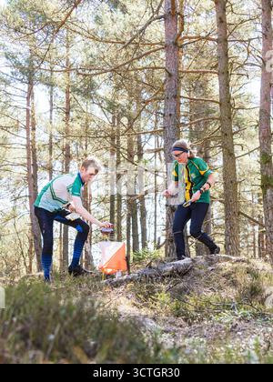 Zwei Teilnehmer nähern sich einem Orientierungskontrollpunkt in einem Wald in Schweden. Sie zeigen Fokus und Entschlossenheit, während sie das Gelände während t navigieren Stockfoto