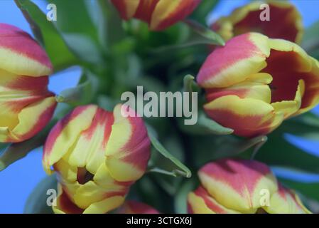 Rote Tulpen mit gelben Streifen, Nahaufnahme der Knospen von oben Stockfoto