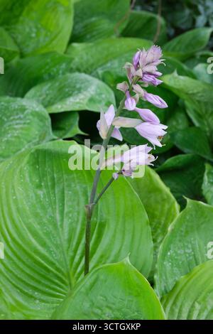 Hosta Sum und Substanz, Bananenlilie Sum und Substanz, herzförmige Blätter, Raceme aus hellem Flieder, glockenförmige Blüten Stockfoto