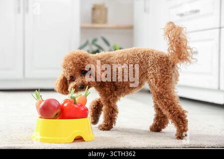 Niedlicher Toy Pudel Hund in der Nähe einer Schüssel mit frischem Gemüse in der Küche Stockfoto