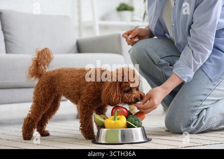 Junge Frau füttert ihren süßen Toy Pudel Hund mit frischem Gemüse im Wohnzimmer Stockfoto