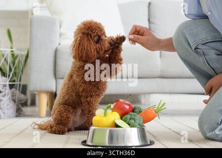 Junge Frau füttert ihren süßen Toy Pudel Hund mit frischem Gemüse im Wohnzimmer Stockfoto